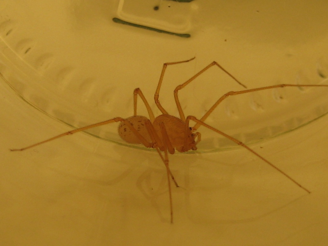 Scytodes sp.