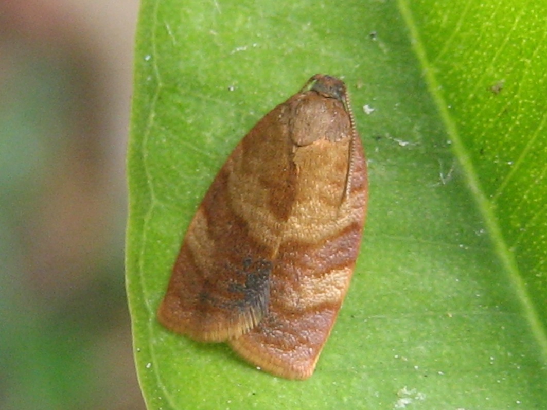tortricidae da id