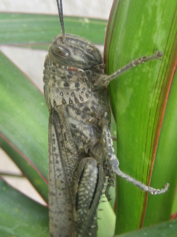 Anacridium aegyptium