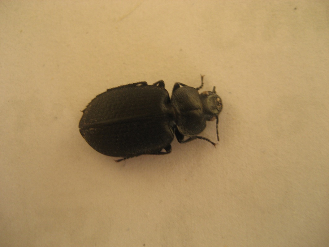identificare: Licinus punctatulus