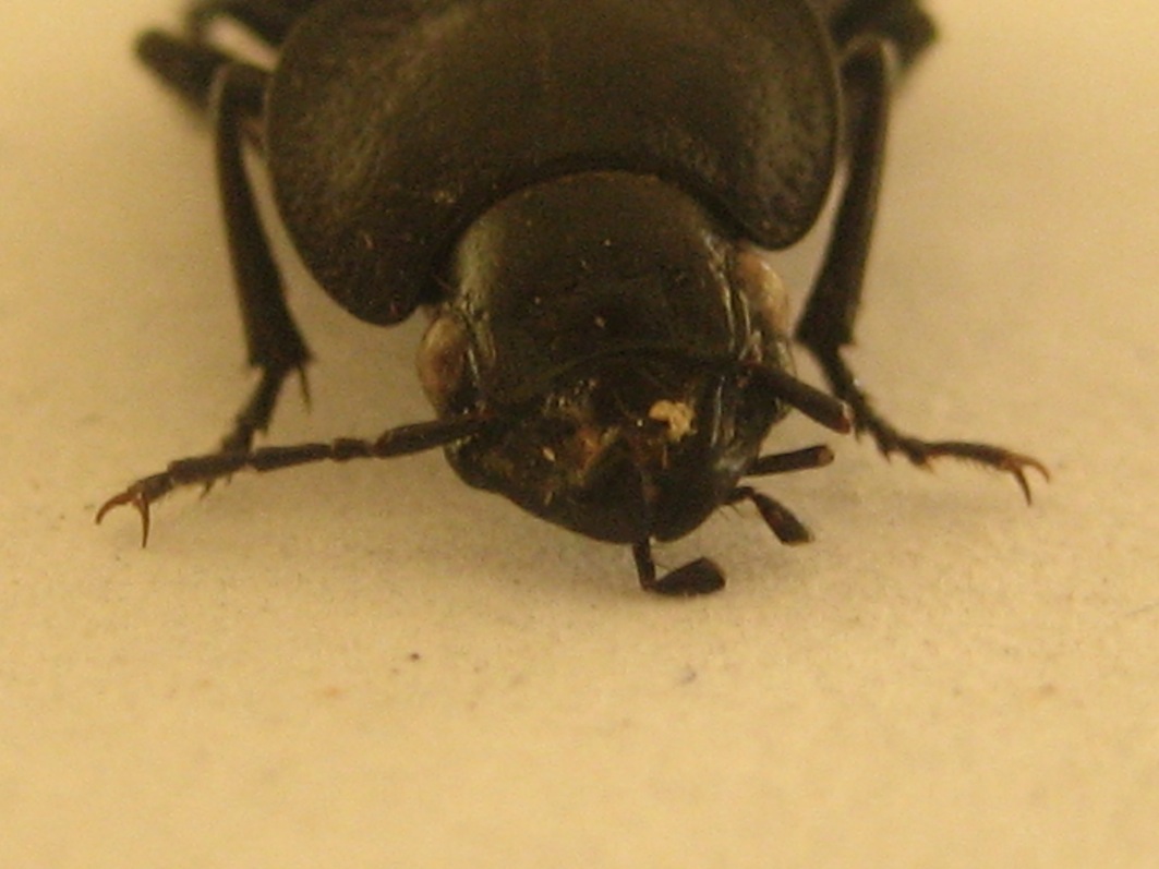 identificare: Licinus punctatulus