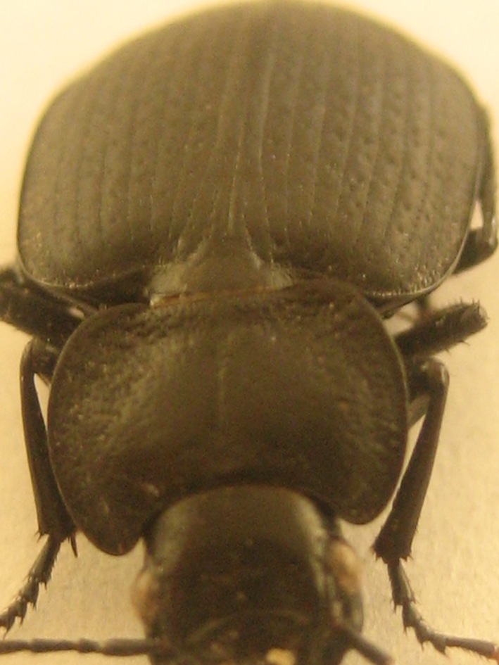 identificare: Licinus punctatulus