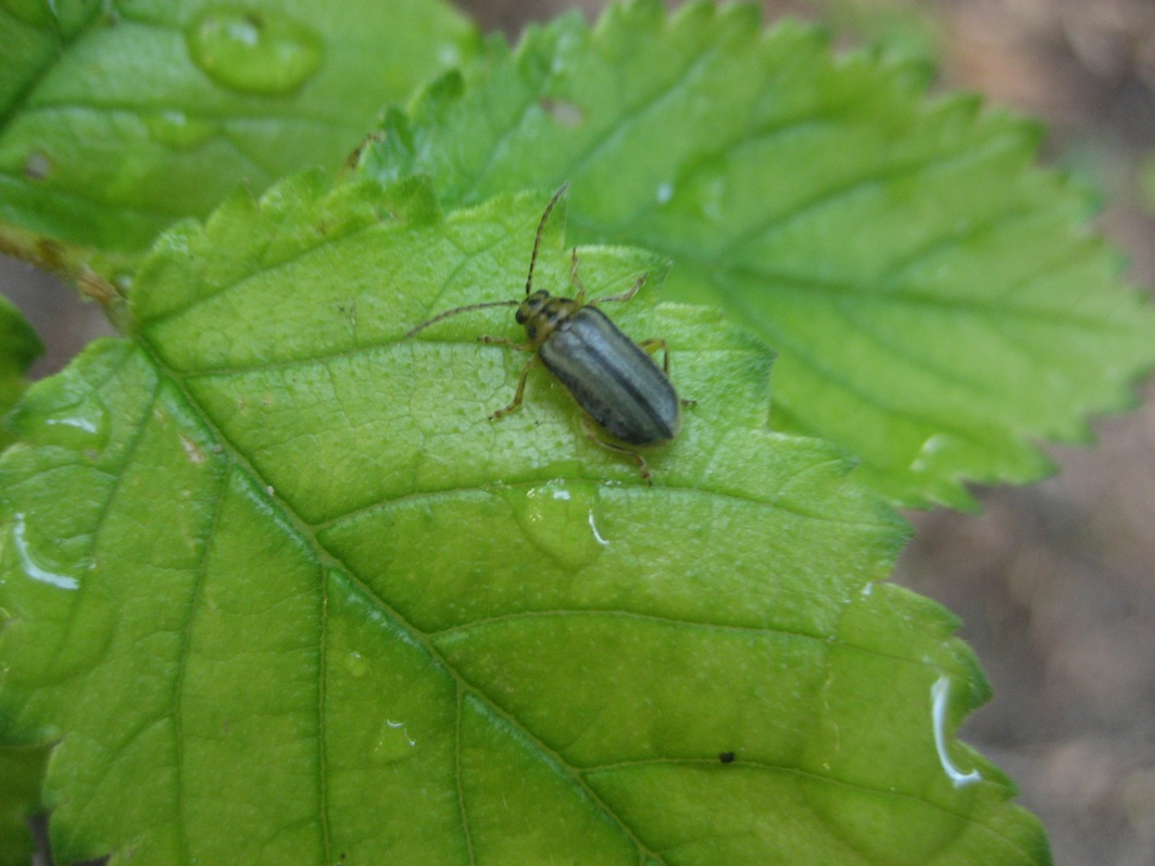 Xanthogaleruca luteola?
