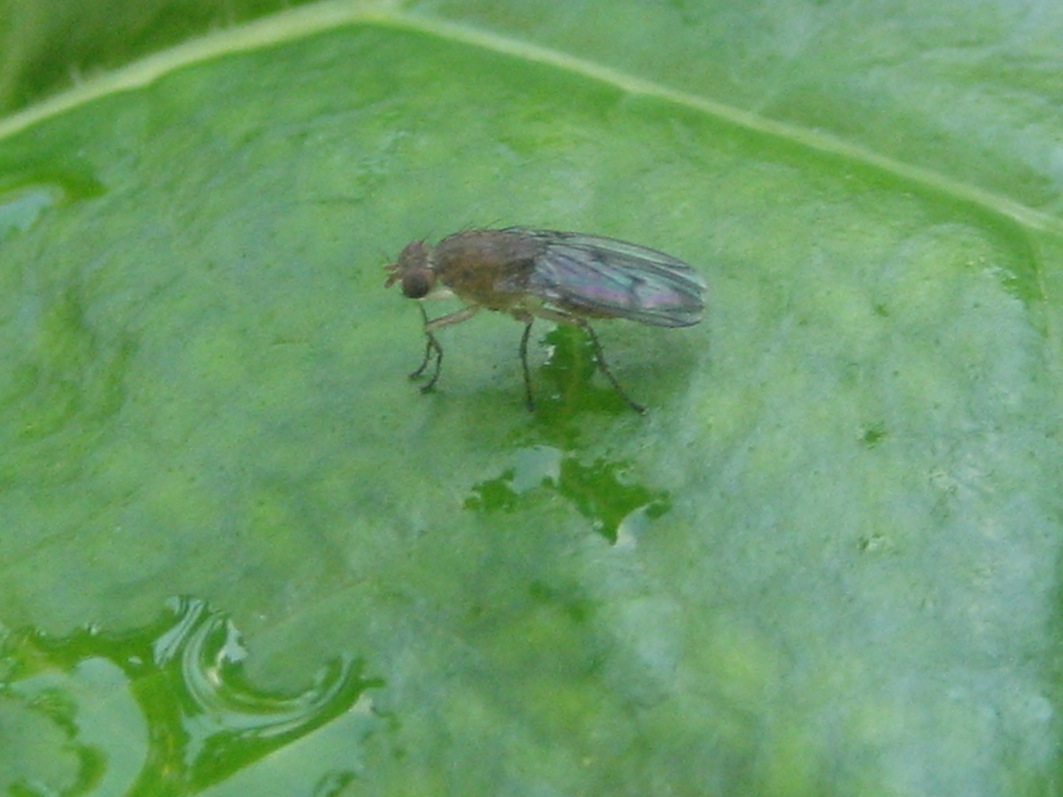 Heleomyzidae: Suillia sp.