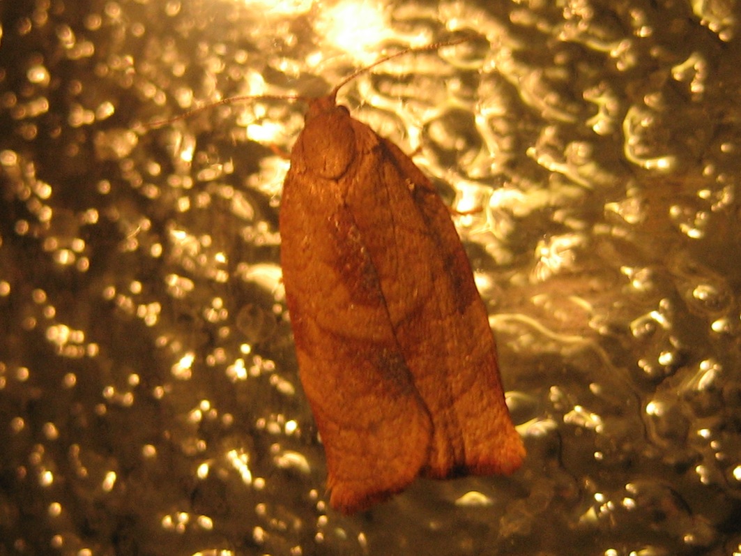 clepsis consimilana??