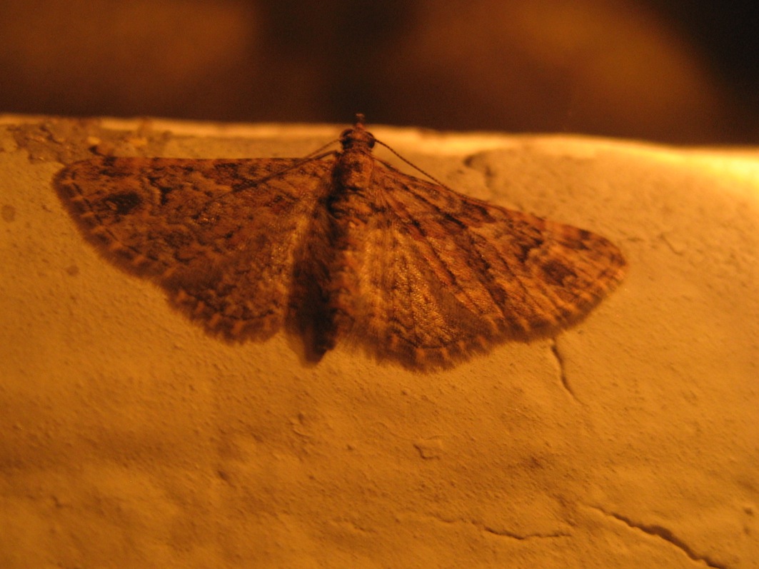 identificazione falena