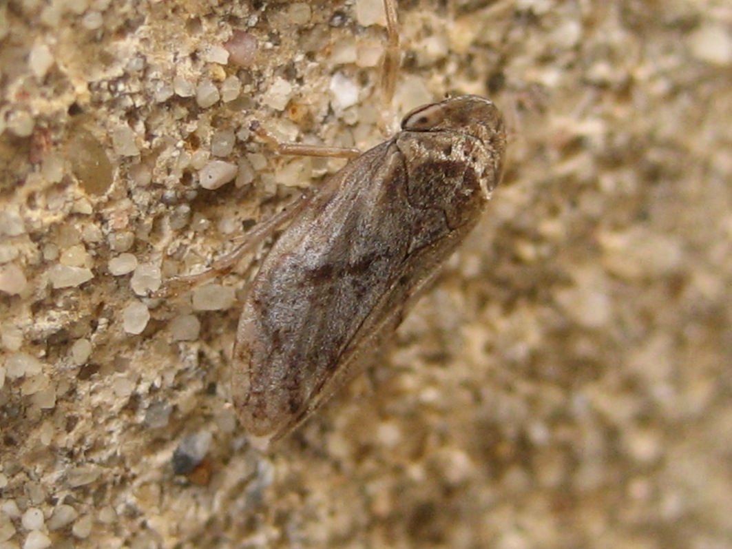 Philaenus spumarius