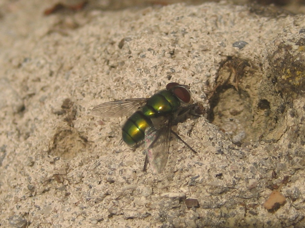 Chrysomya albiceps (Calliphoridae).