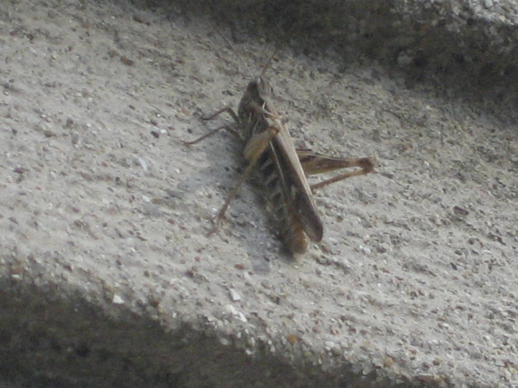 Chorthippus (Glyptobothrus) sp. ?