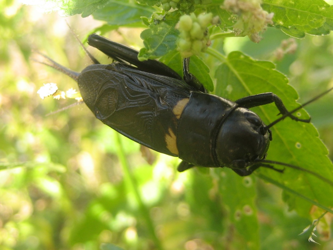 Gryllus bimaculatus?