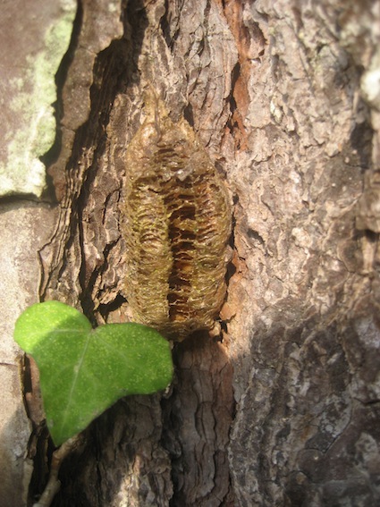 ooteca vuota di Mantis religiosa