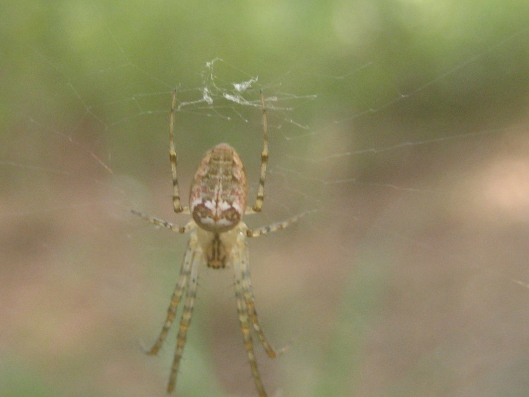 Metellina sp.
