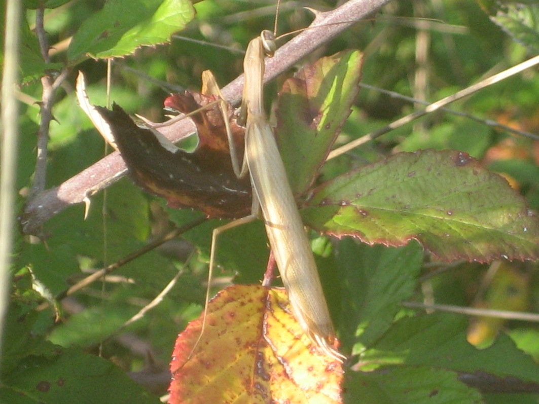 maschio di Mantis religiosa