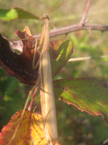 maschio di Mantis religiosa
