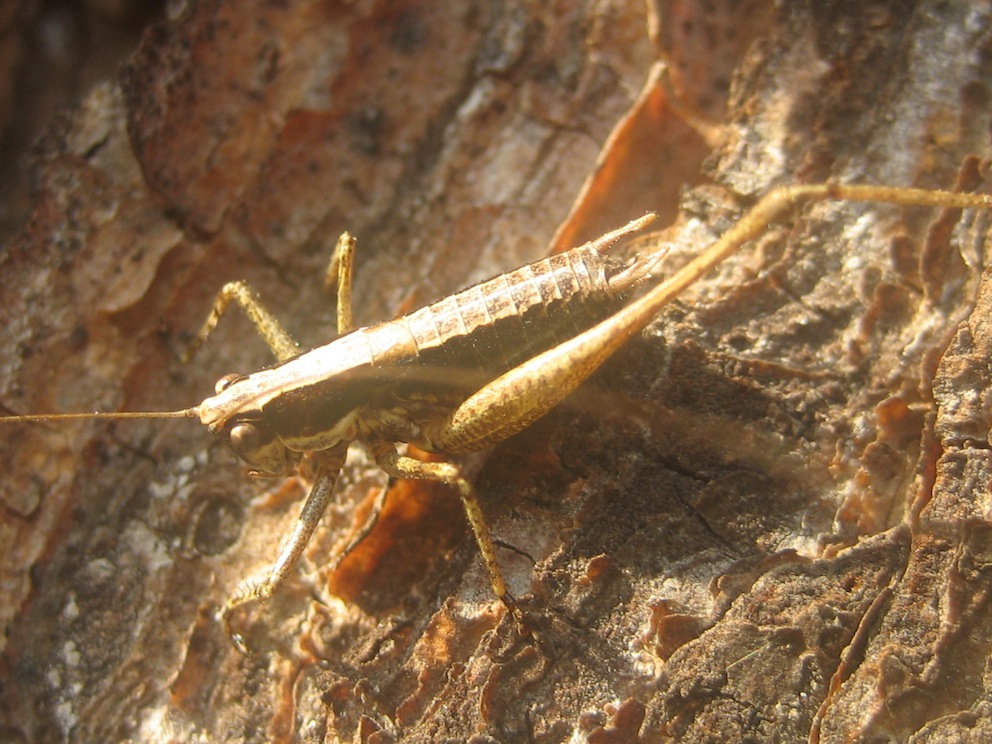 Tettigoniidae:  Yersinella raymondi