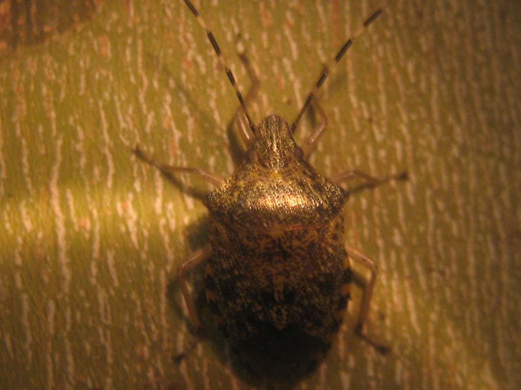 Pentatomidae: Rhaphigaster nebulosa della Toscana (PI)