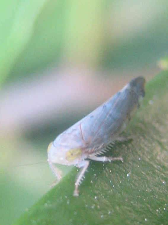 Synophropsis lauri