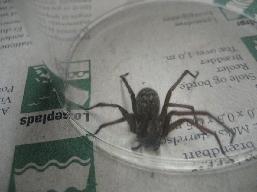 Tegenaria atrica