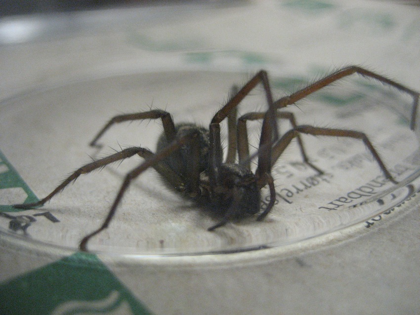 Tegenaria atrica