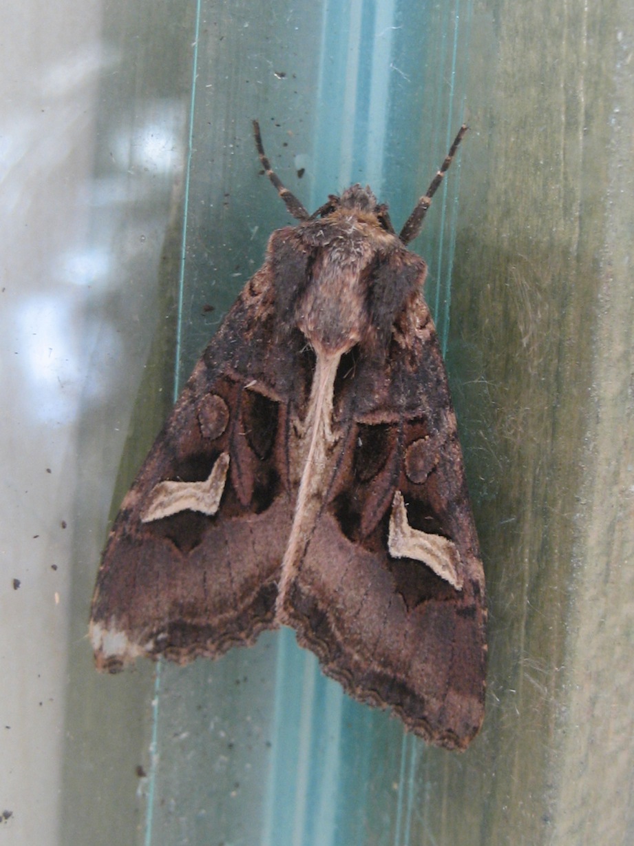 noctuide da identificare