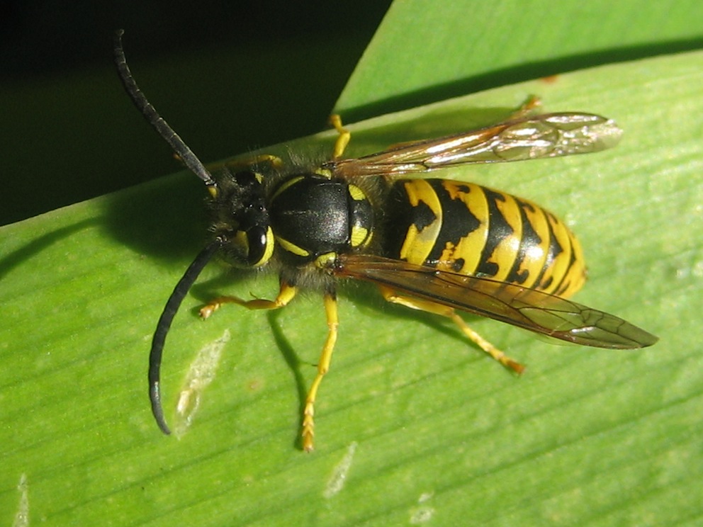 Vespula germanica?