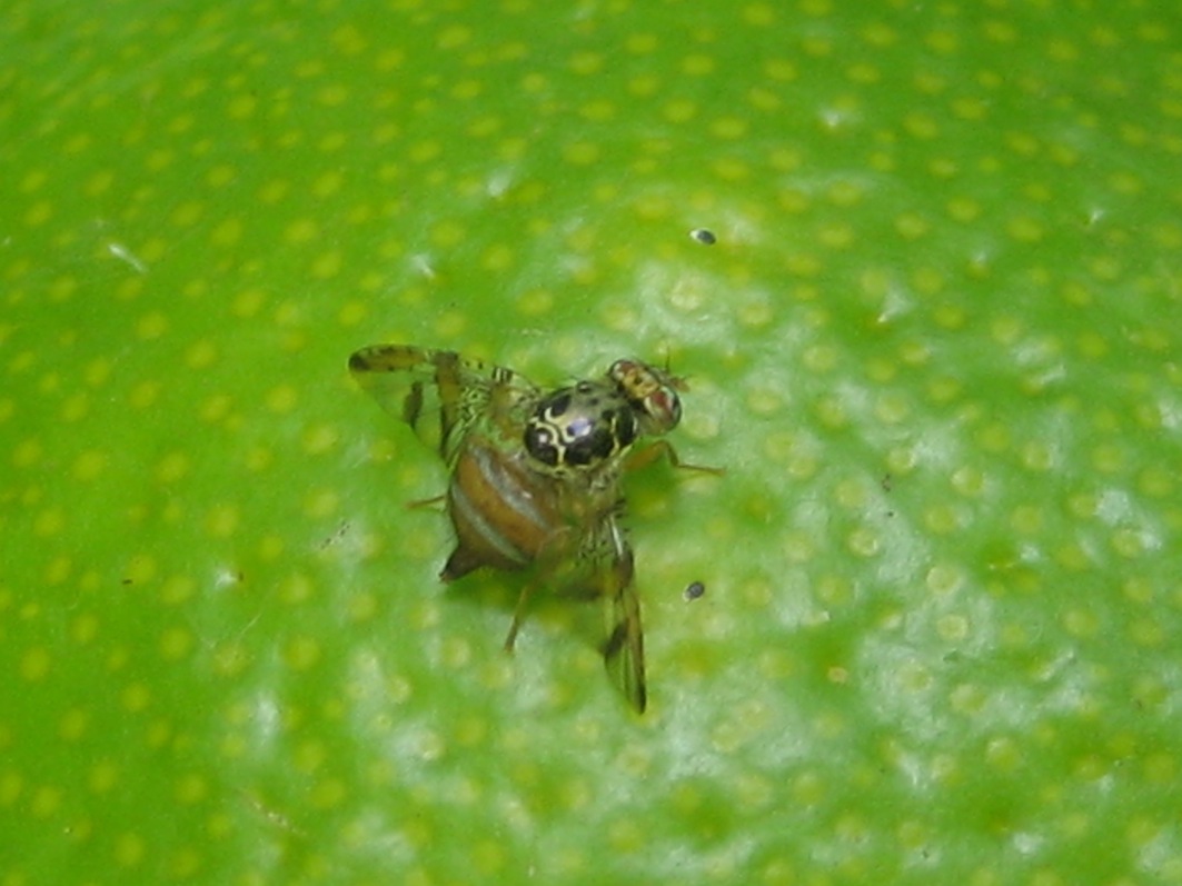 Ceratitis capitata