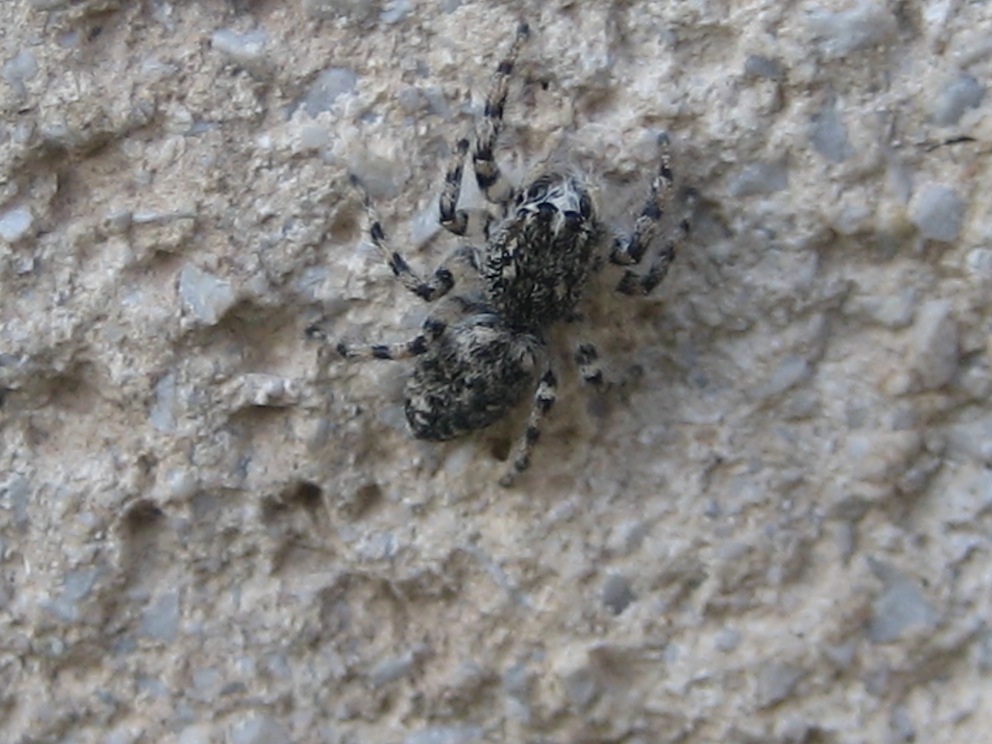 Salticidae bianconero