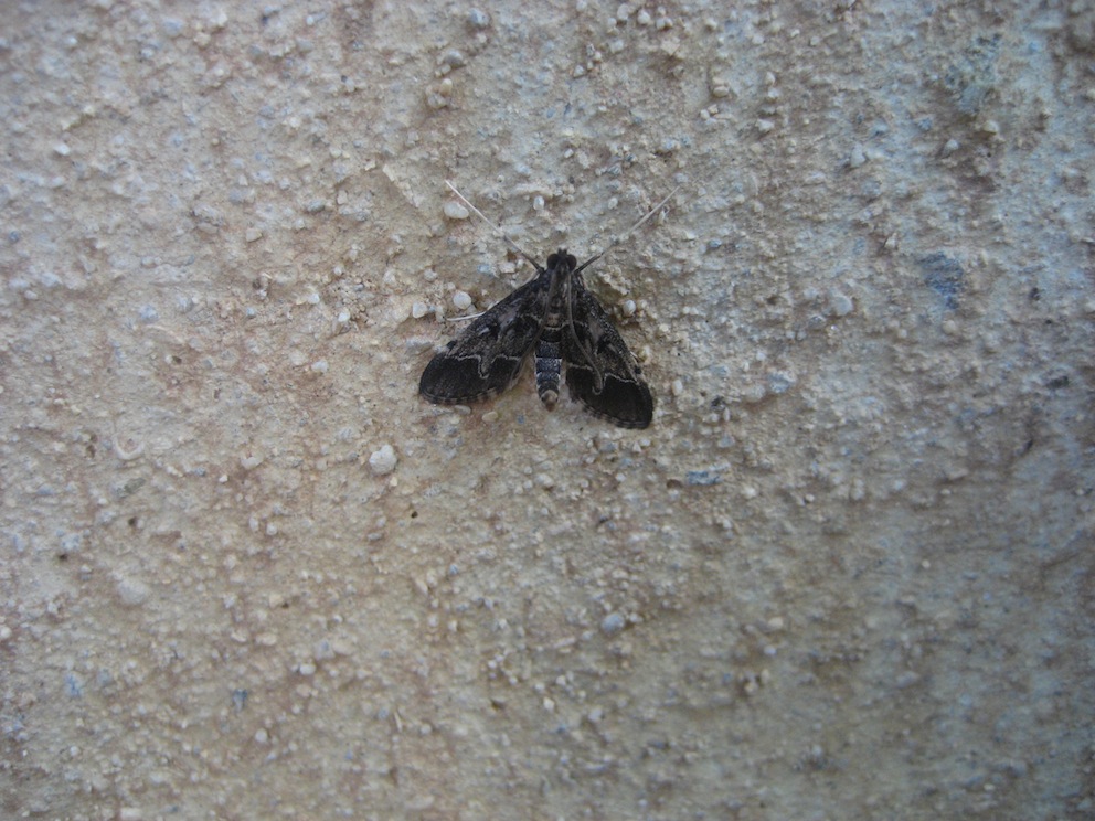 falena molto carina da identificare