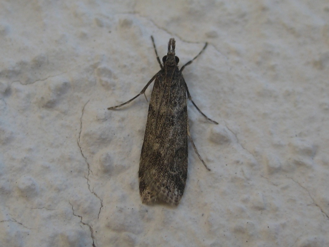 variabilit Eudonia angustea