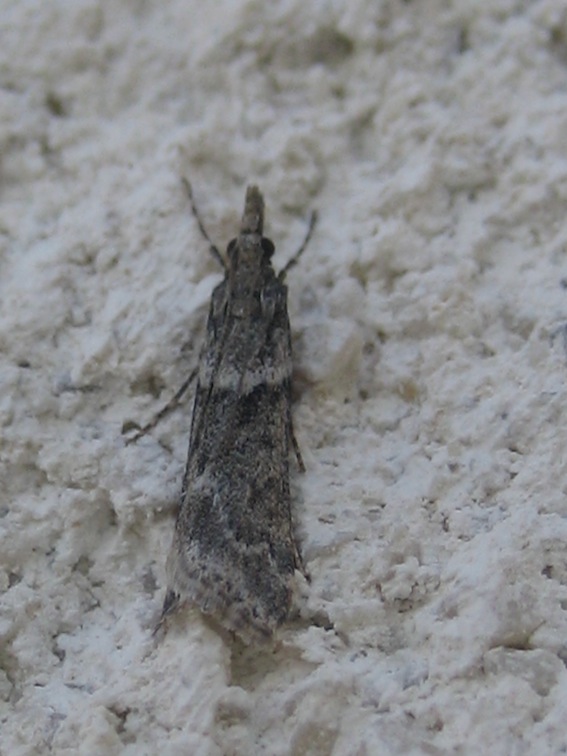 variabilit Eudonia angustea