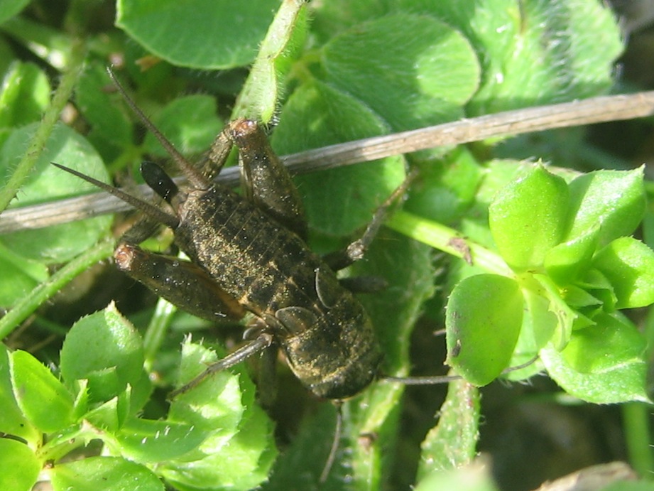 Ninfa di Melanogryllus desertus