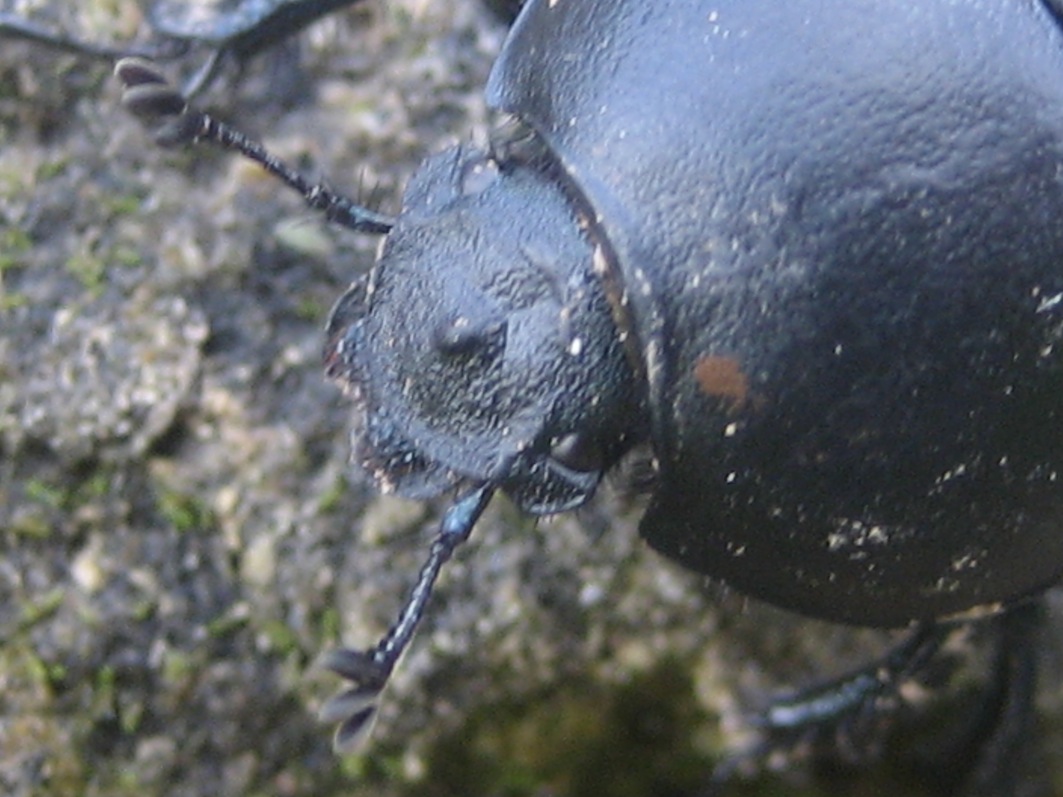 Geotrupes? Jekelius intermedius