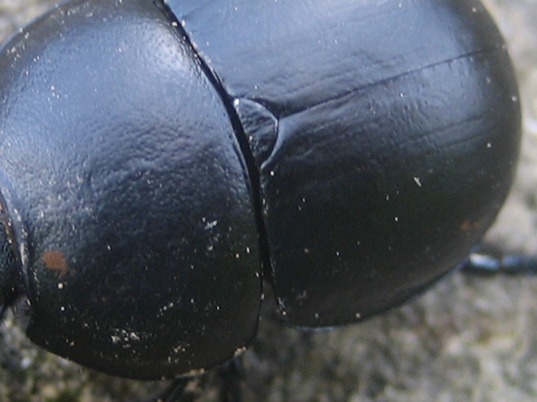 Geotrupes? Jekelius intermedius