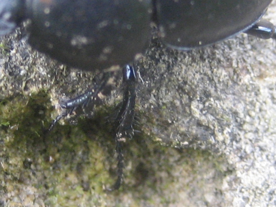 Geotrupes? Jekelius intermedius