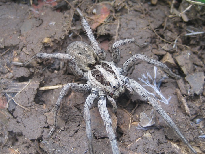 Hogna radiata