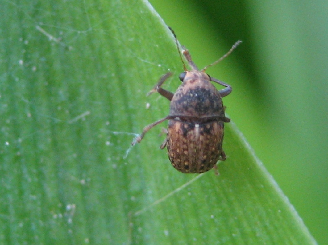 id piccolo coleottero: Araecerus fasciculatus
