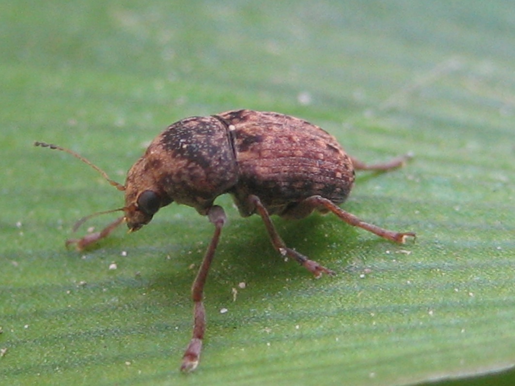 id piccolo coleottero: Araecerus fasciculatus