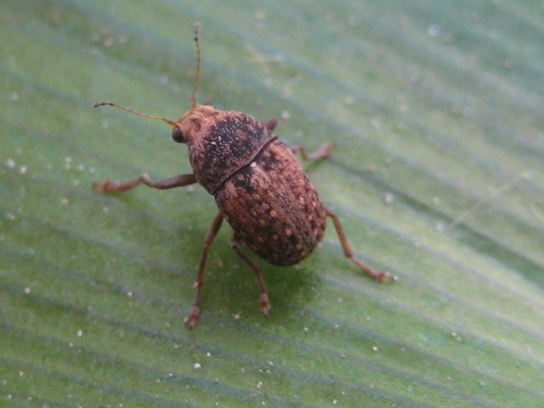 id piccolo coleottero: Araecerus fasciculatus