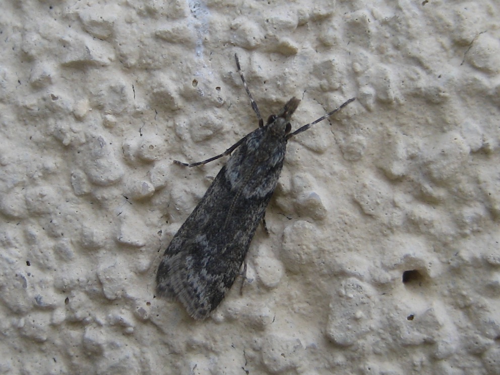 variabilit Eudonia angustea