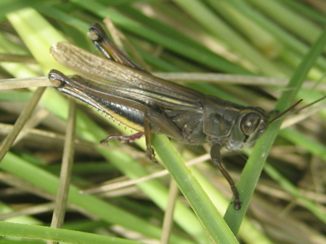 giovane Anacridium aegyptium? Eyprepocnemis plorans