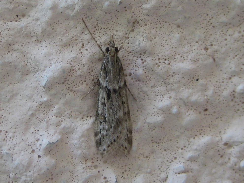 variabilit Eudonia angustea