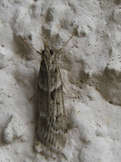 variabilit Eudonia angustea