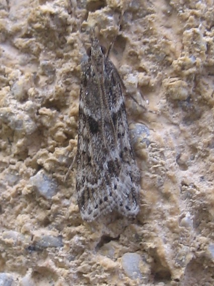 variabilit Eudonia angustea