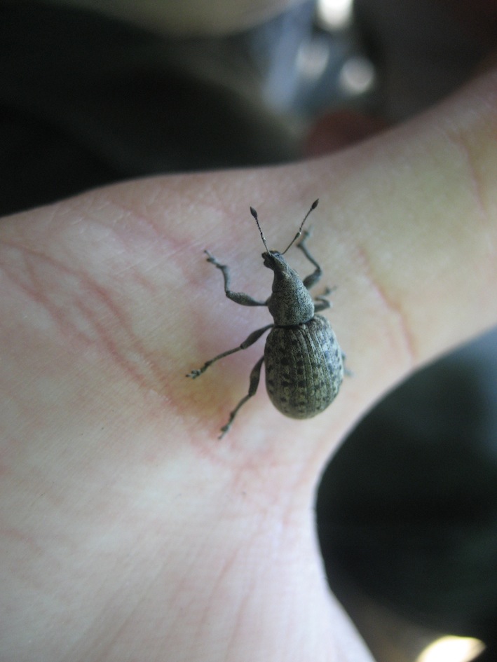 Brachyderes??