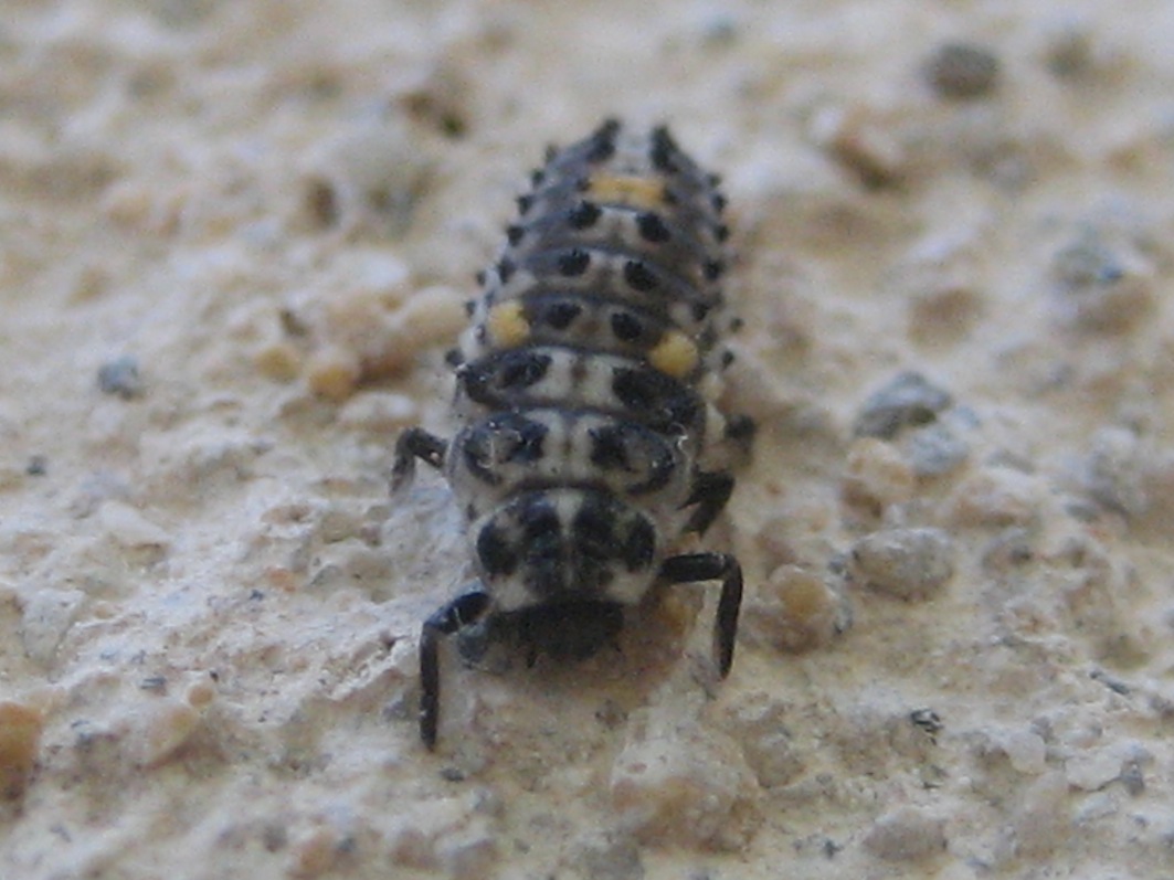 larva di coccinella