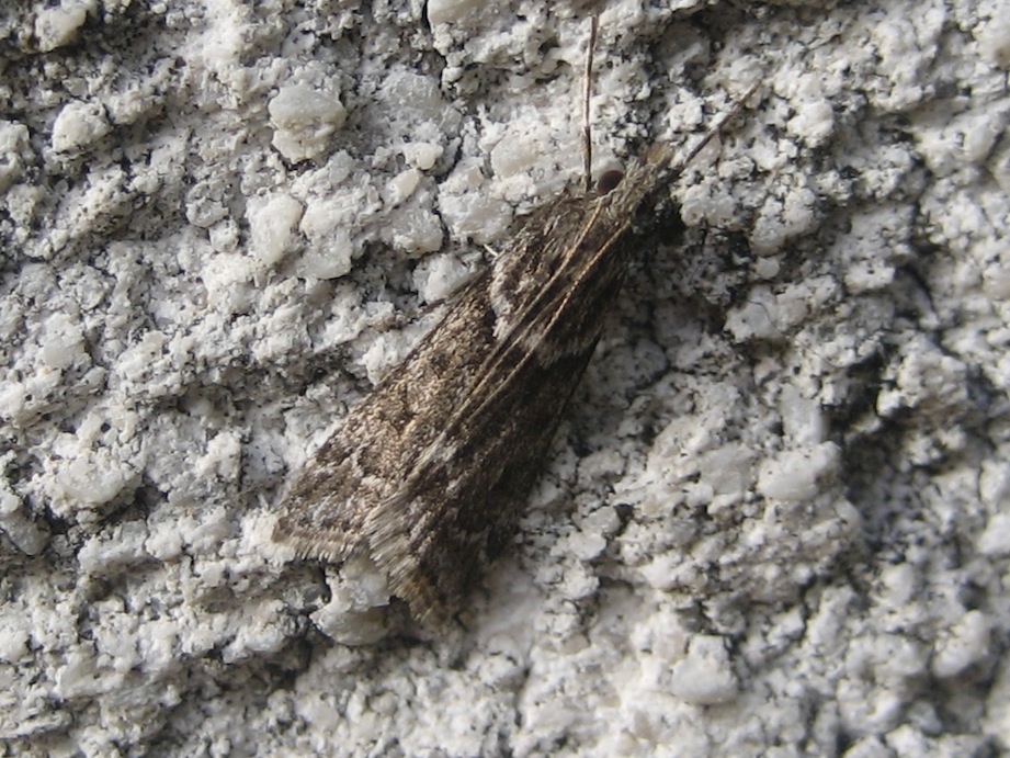 variabilit Eudonia angustea