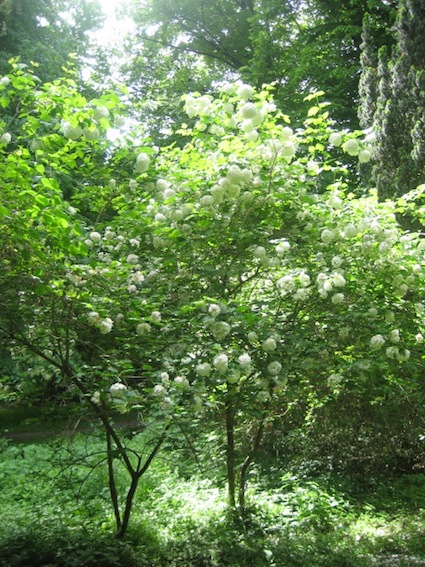 identificazione 4 - Viburnum opulus, cultivar