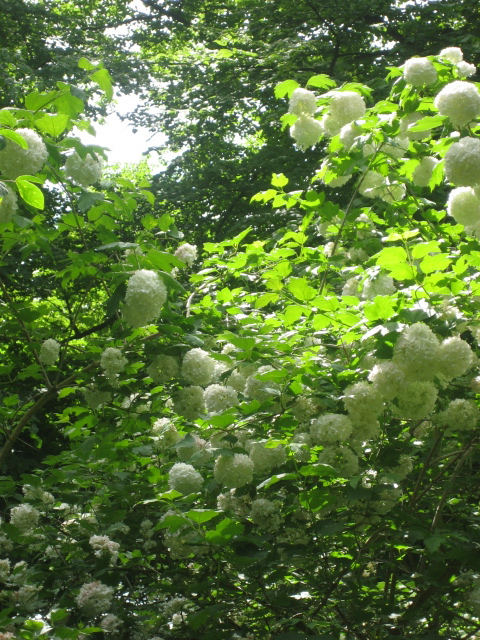 identificazione 4 - Viburnum opulus, cultivar