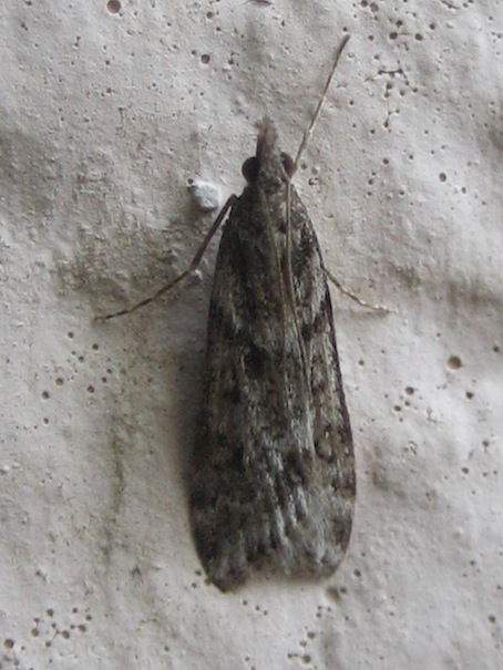 variabilit Eudonia angustea