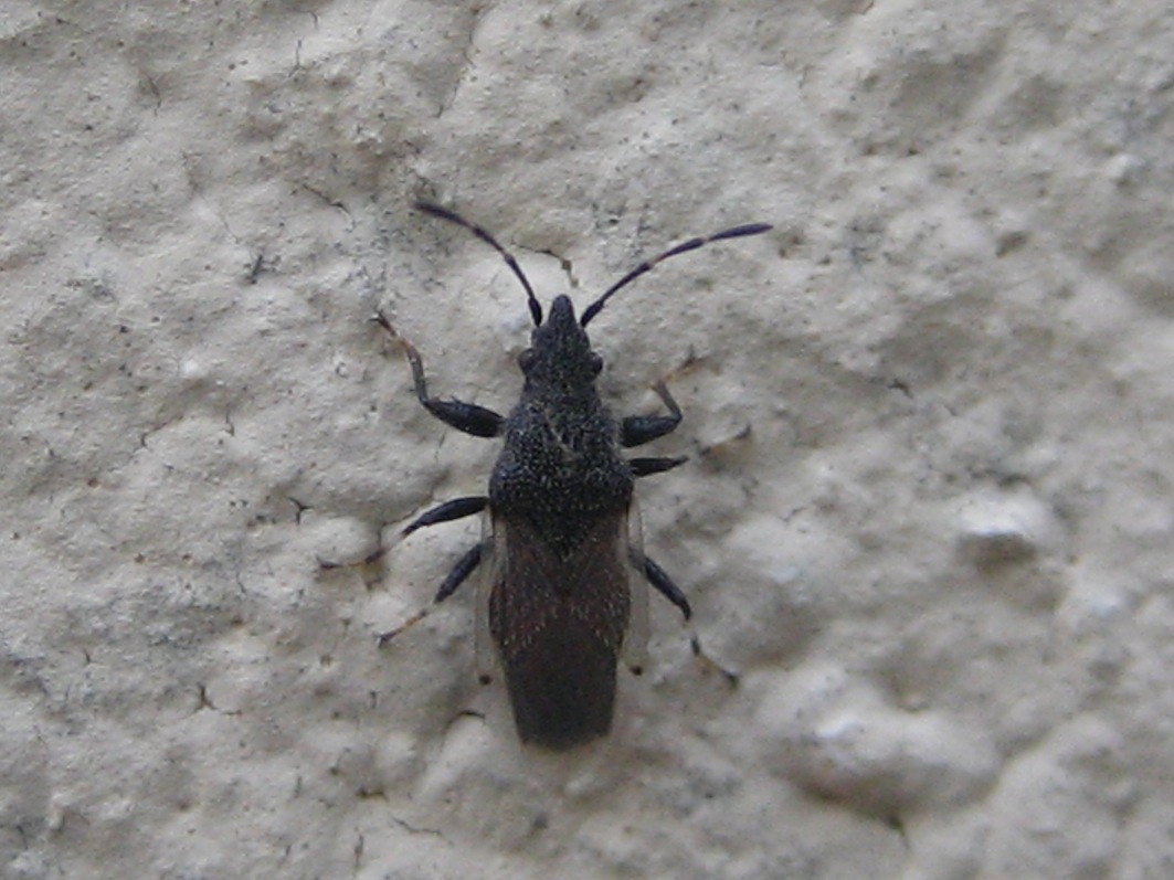Lygaeidae: Oxycarenus hyalinipennis della Sicilia